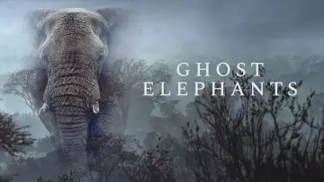 Задник до фильму"Ghost Elephants" #911003