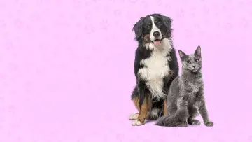 Задник до фільму "Nos très chers animaux" #1644043