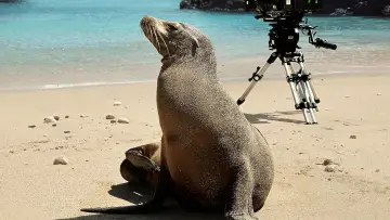 Задник до фильму"Guardians of the Galapagos" #720063