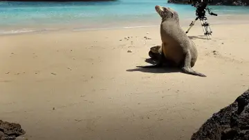 Задник до фильму"Guardians of the Galapagos" #720067