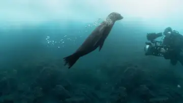 Задник до фильму"Guardians of the Galapagos" #720075