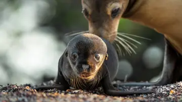 Задник до фильму"Sea Lions of the Galapagos" #719351