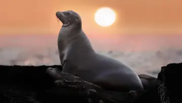 Задник до фильму"Sea Lions of the Galapagos" #719352