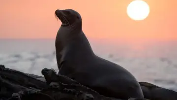 Задник до фильму"Sea Lions of the Galapagos" #719353