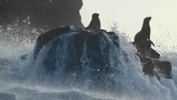 Задник до фильму"Sea Lions of the Galapagos" #719354
