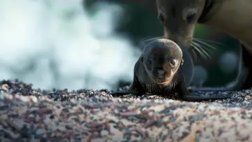 Задник до фильму"Sea Lions of the Galapagos" #719355
