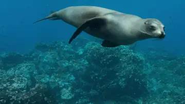 Задник до фильму"Sea Lions of the Galapagos" #719356