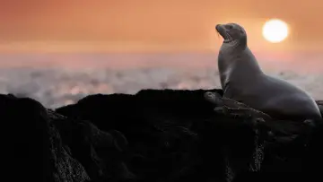 Задник до фильму"Sea Lions of the Galapagos" #719357