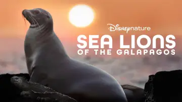 Задник до фильму"Sea Lions of the Galapagos" #719359