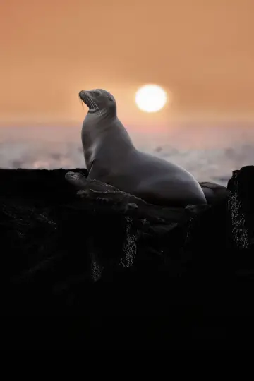 Постер до фильму"Sea Lions of the Galapagos" #719379