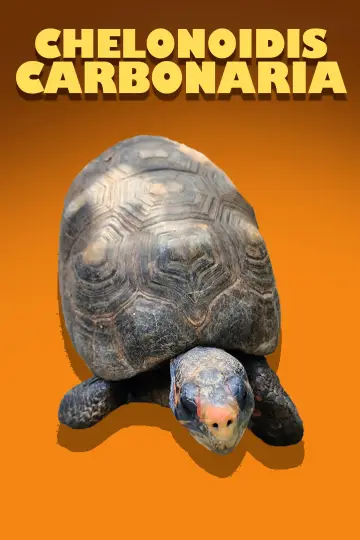 Постер до фильму"Chelonoidis Carbonaria" #967616