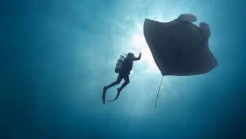 Задник до фільму "The Last Dive" #1812411