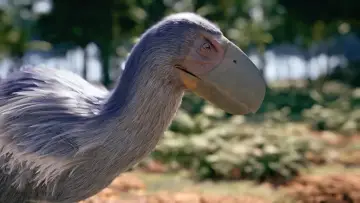 Задник до фільму "La fabuleuse histoire des oiseaux, des dinosaures parmi nous" #1898434
