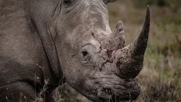 Задник до фильму"Rhino" #923503