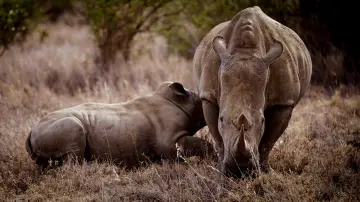 Задник до фильму"Rhino" #923504