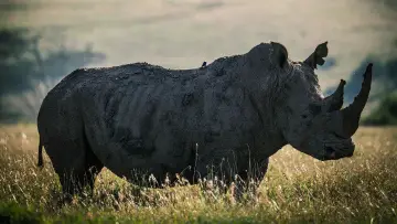 Задник до фильму"Rhino" #923505