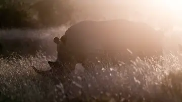 Задник до фильму"Rhino" #923506