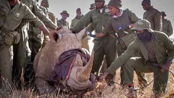 Задник до фильму"Rhino" #923509