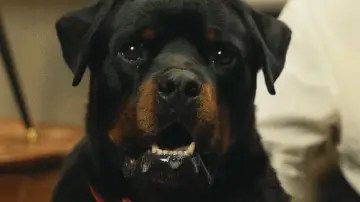 Задник до фільму "Good Boy" #1533972