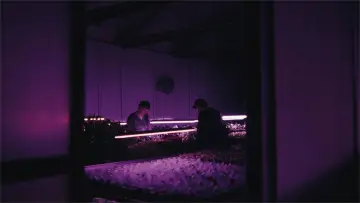 Задник до фільму "Despite the Night" #1525512