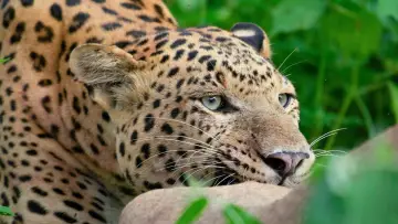 Задник до фільму "Leopard Dynasty – The Rise of Rana" #1635122