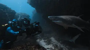 Задник до фільму "Sharks Up Close with Bertie Gregory" #792995