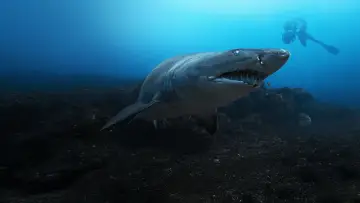 Задник до фільму "Sharks Up Close with Bertie Gregory" #792996