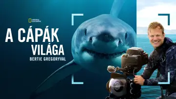 Задник до фільму "Sharks Up Close with Bertie Gregory" #793005