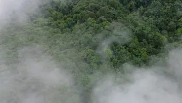 Задник до фильму"El bosque entre la niebla" #1169675