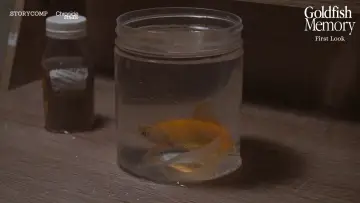 Задник до фильму"Goldfish Memory" #1184217