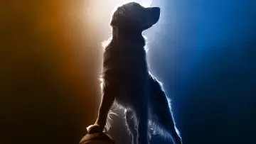 Задник до фильму"Air Bud Returns" #632435