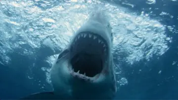 Задник до фильму"Great White North Invasion" #1172367