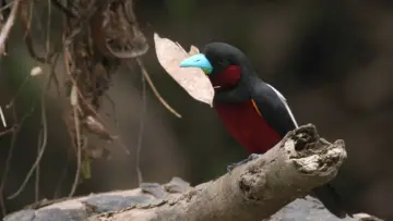 Задник до фильму"Bornéo, la forêt miraculée" #981036