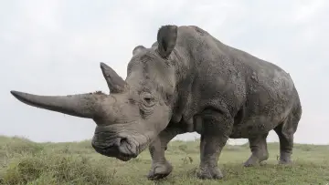 Задник до фільму "The Last Rhinos: A New Hope" #1583560