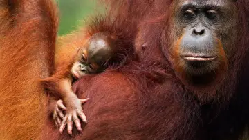 Задник до фильму"Orang-Utans - Borneos Waldmenschen" #922228