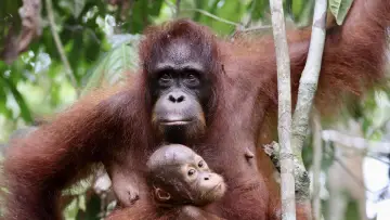 Задник до фильму"Orang-Utans - Borneos Waldmenschen" #922229