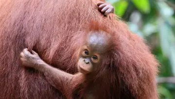 Задник до фильму"Orang-Utans - Borneos Waldmenschen" #922230