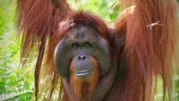 Задник до фильму"Orang-Utans - Borneos Waldmenschen" #922231