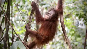 Задник до фильму"Orang-Utans - Borneos Waldmenschen" #922232