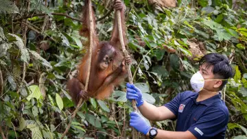 Задник до фильму"Orang-Utans - Borneos Waldmenschen" #922233