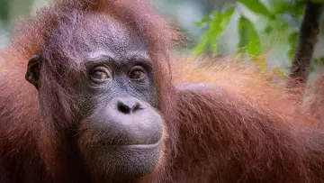 Задник до фильму"Orang-Utans - Borneos Waldmenschen" #922234