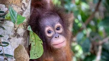 Задник до фильму"Orang-Utans - Borneos Waldmenschen" #922235