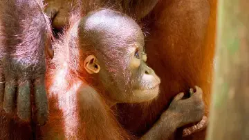 Задник до фильму"Orang-Utans - Borneos Waldmenschen" #922236