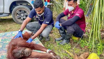 Задник до фильму"Orang-Utans - Borneos Waldmenschen" #922238