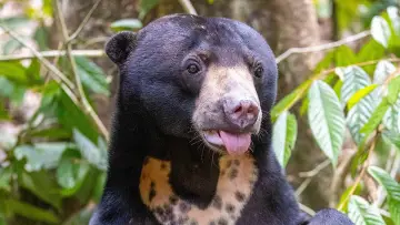 Задник до фильму"Orang-Utans - Borneos Waldmenschen" #922239