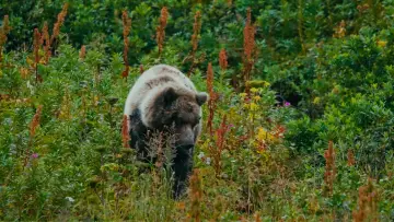 Задник до фільму "The Bear Beneath" #539354