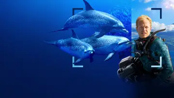 Задник до фільму "Dolphins Up Close with Bertie Gregory" #980083