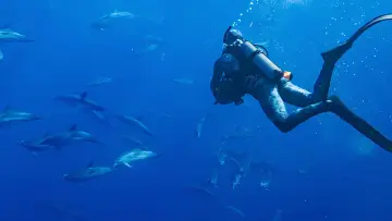 Задник до фільму "Dolphins Up Close with Bertie Gregory" #980085