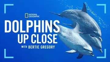 Задник до фільму "Dolphins Up Close with Bertie Gregory" #980088
