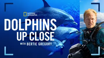 Задник до фільму "Dolphins Up Close with Bertie Gregory" #980089
